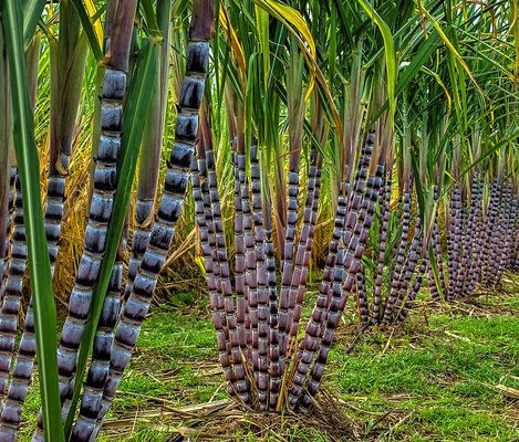 Tanumbra Sugar-cane