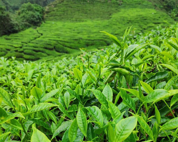 Tanura Tea Farm